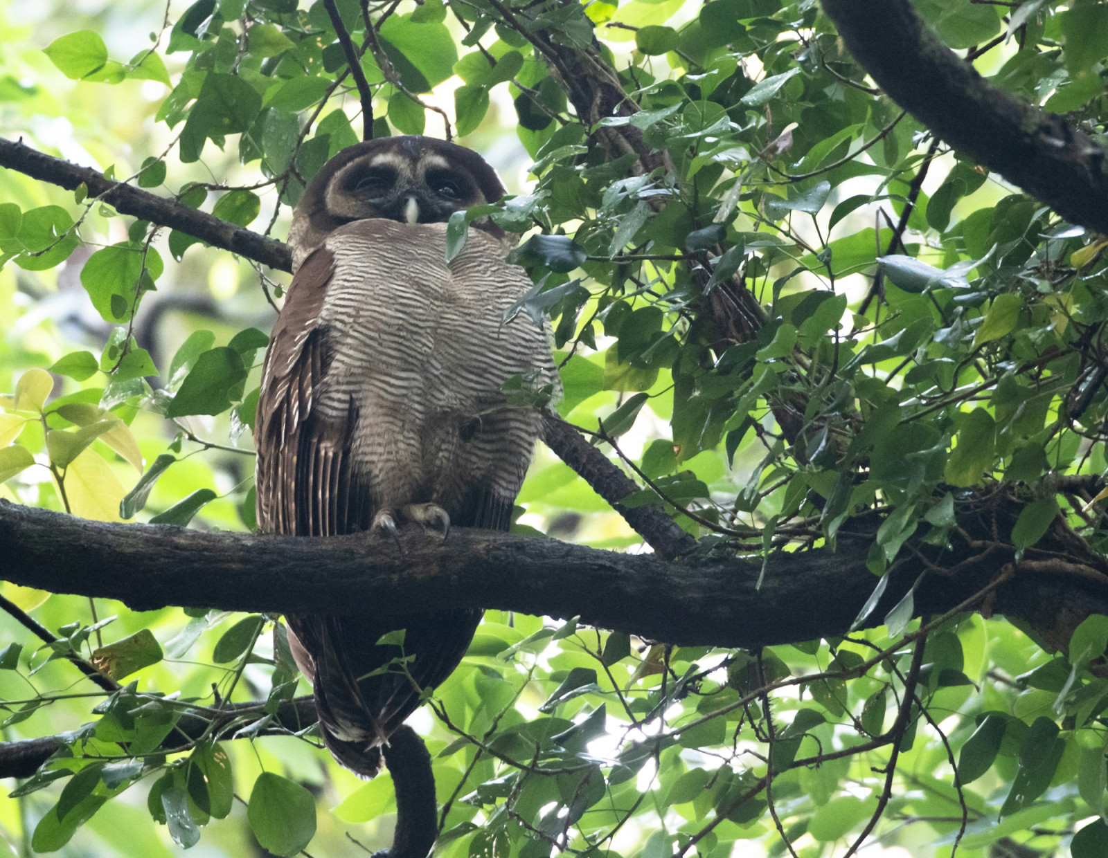 image Brown Wood-Owl